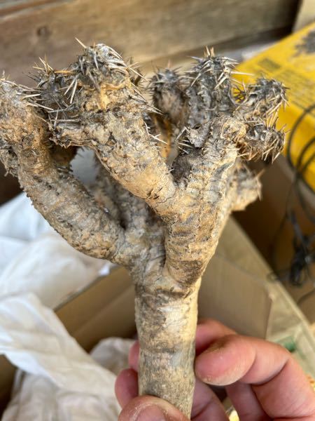 ユーフォルビア？という植物を購入したのですが届いたら発根済みと書いてあったのですが根もほぼなく根本もぷよぷよと柔らかく生きてる感じがしないのですが、どうなんでしょうか？