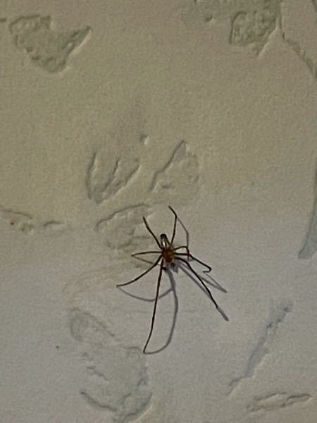 この蜘蛛の種類は何ですか？