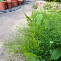 これはスギナでしょうか お茶にしたいと思っていますがスギナと似た毒のあ Yahoo 知恵袋