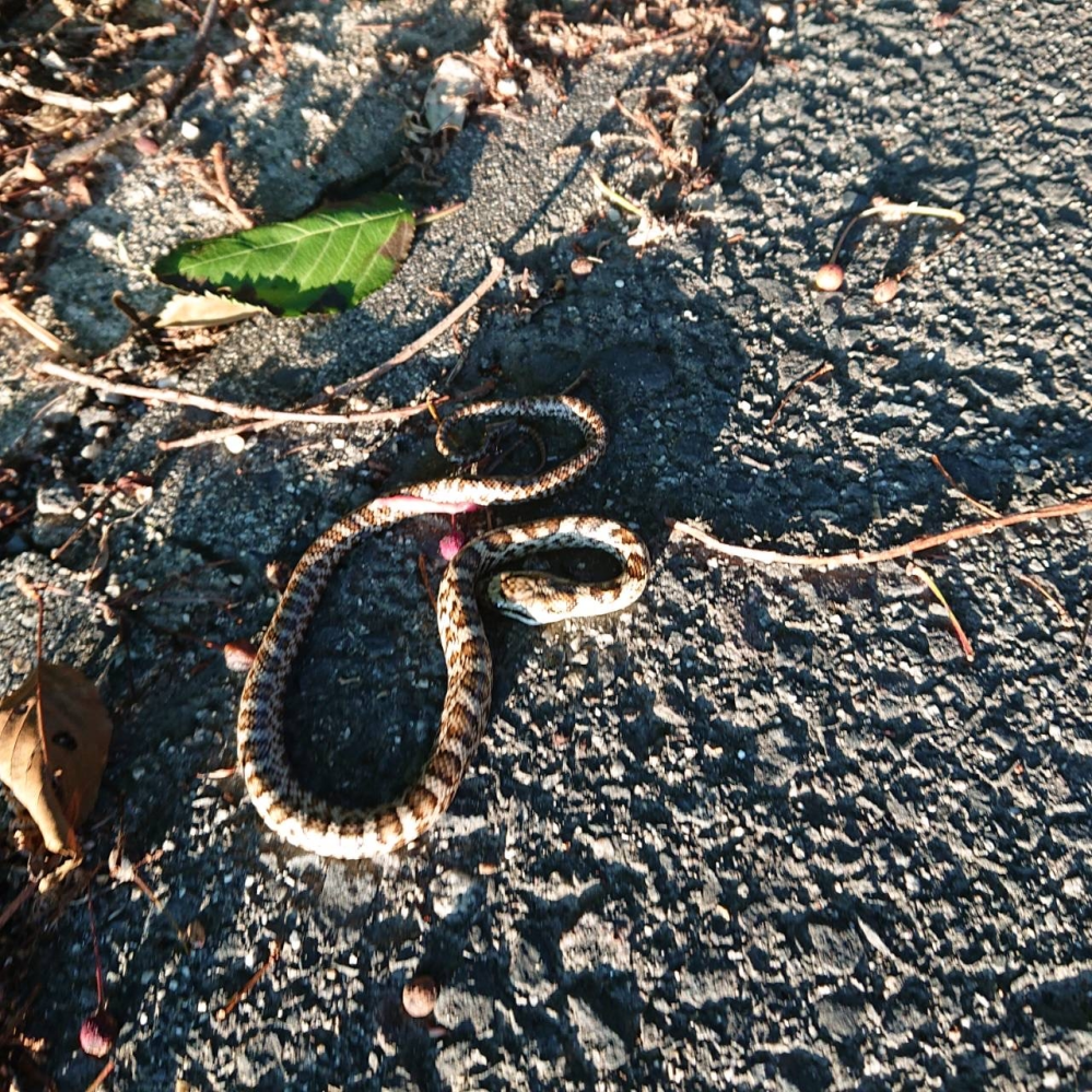 この蛇はアオダイショウの幼蛇ですか？