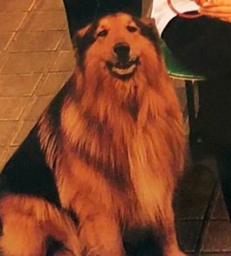 松嶋菜々子さん主演の朝ドラ ひまわり 1996 に出てくる愛犬 リキ Yahoo 知恵袋