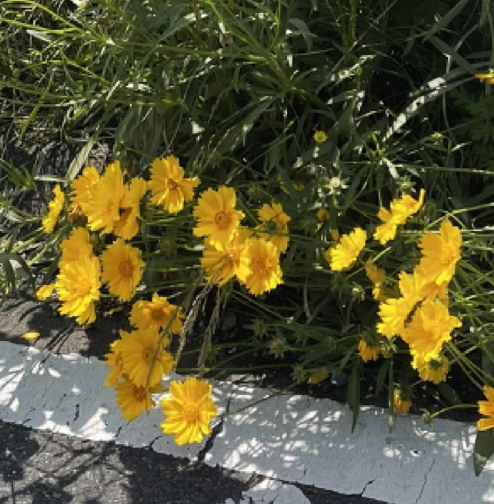 皆様お疲れ様でございます。 千葉地方、暑くなってきた5月末の今、 道端に咲いていたこの花は何者でしょうか？ キク？かと思ったのですがいまいち調べてもわからず… 何卒ご教示頂きたく宜しくお願いいたします！