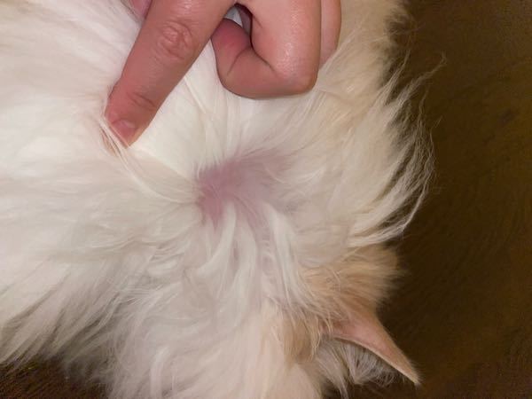 ネコについての質問です。 飼っているラグドールの首の毛が抜けており、皮膚が見えている状態になっています。 抜けた側にその抜けた毛の塊みたいなものが付いてます。 毛が抜けるのは、首だけでなく胴体でも抜けます。 最近、虫除けの首輪を付けたのですがそれと関係はありますか？ それとも、何かの病気でしょうか？ 長毛の猫にはよくあることでしょうか？ 知恵をお貸しいただければ幸いです。