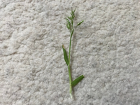 芝と草の見分け方がわかりません 庭に草が生えているんですが Yahoo 知恵袋