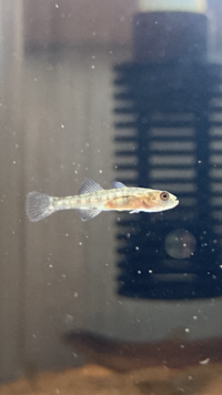 この川魚は何でしょうか 15ミリほどです チチブは凶暴だとネ Yahoo 知恵袋