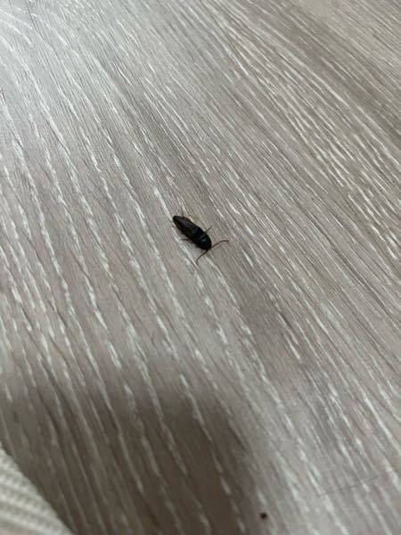 閲覧注意 虫の画像です(至急だと嬉しいです) 春から上京してきたのですが、家にゴキブリっぽい 虫がいてびびってます。でも大きさは1センチくらいしかなくて判断ができません。人生で初めて見たので昆虫に詳しい方教えてください。