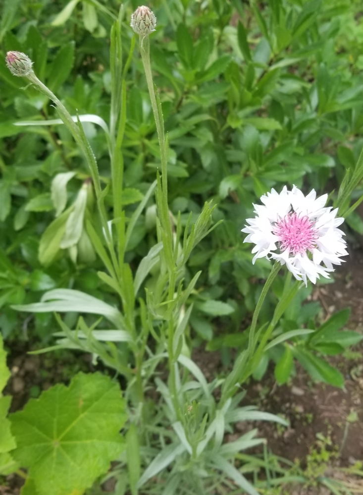 これは何という花ですか？