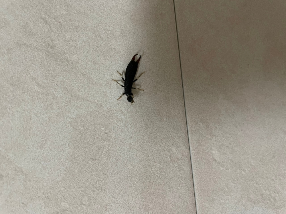 この虫はなんと言いますか？