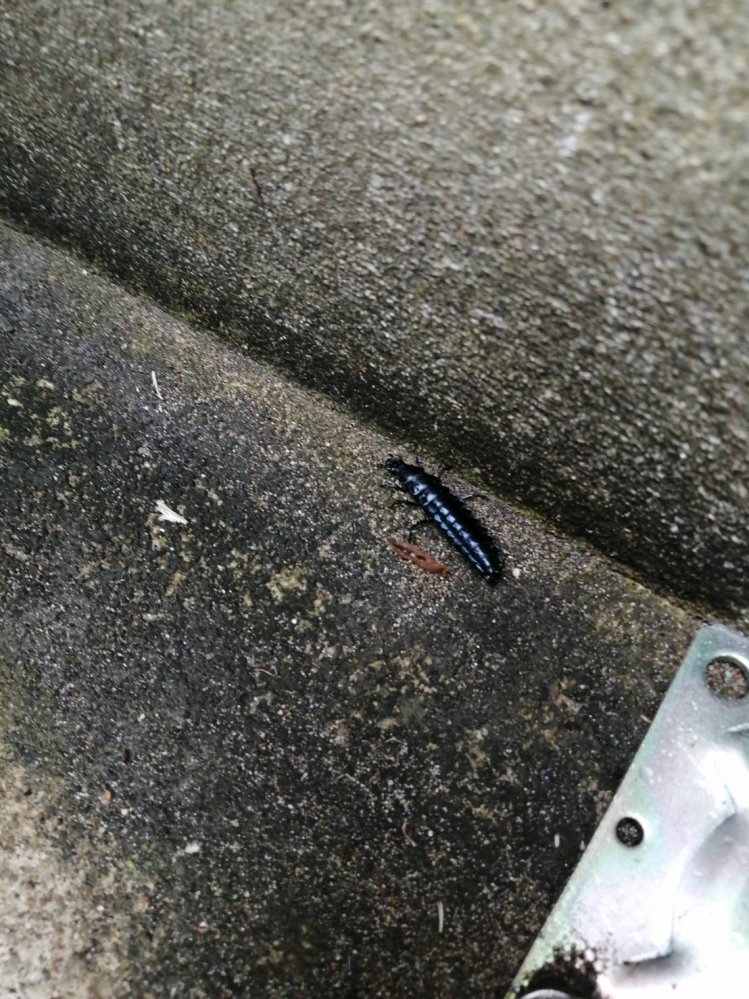 写真に写るこのムカデみたいな虫を教えて下さい。 今日、庭で発見しました。 色は黒色で、体長４センチ位でムカデみたいですがムカデでないことは確かです。