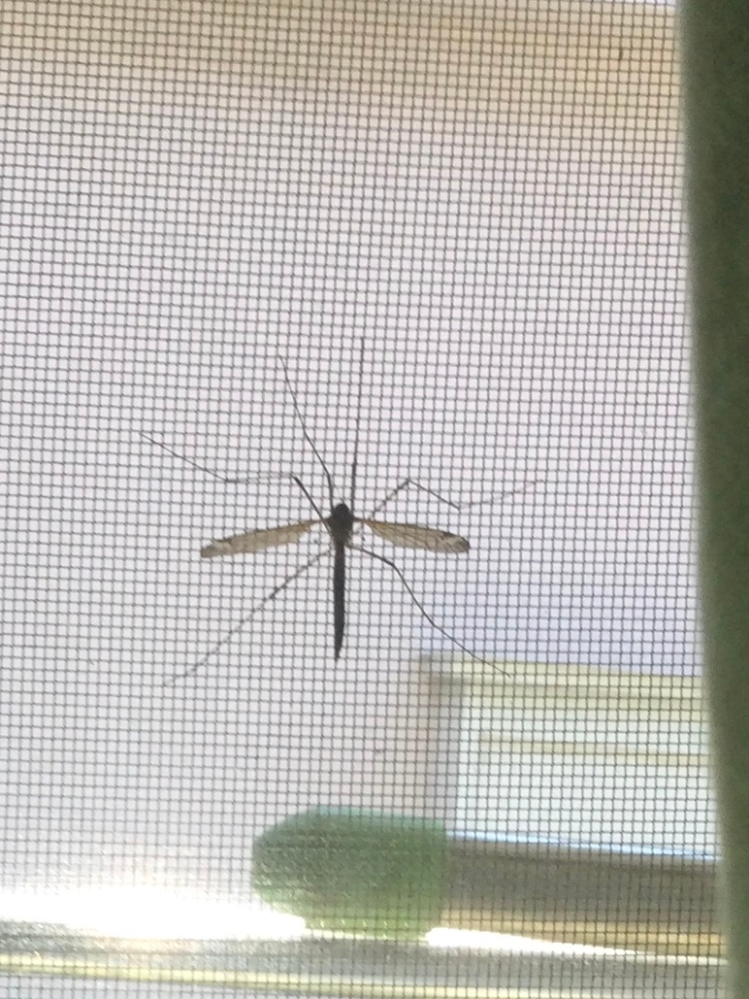 この虫は何という虫ですか？ けっこうデカい虫です。網戸と窓の間にいました。