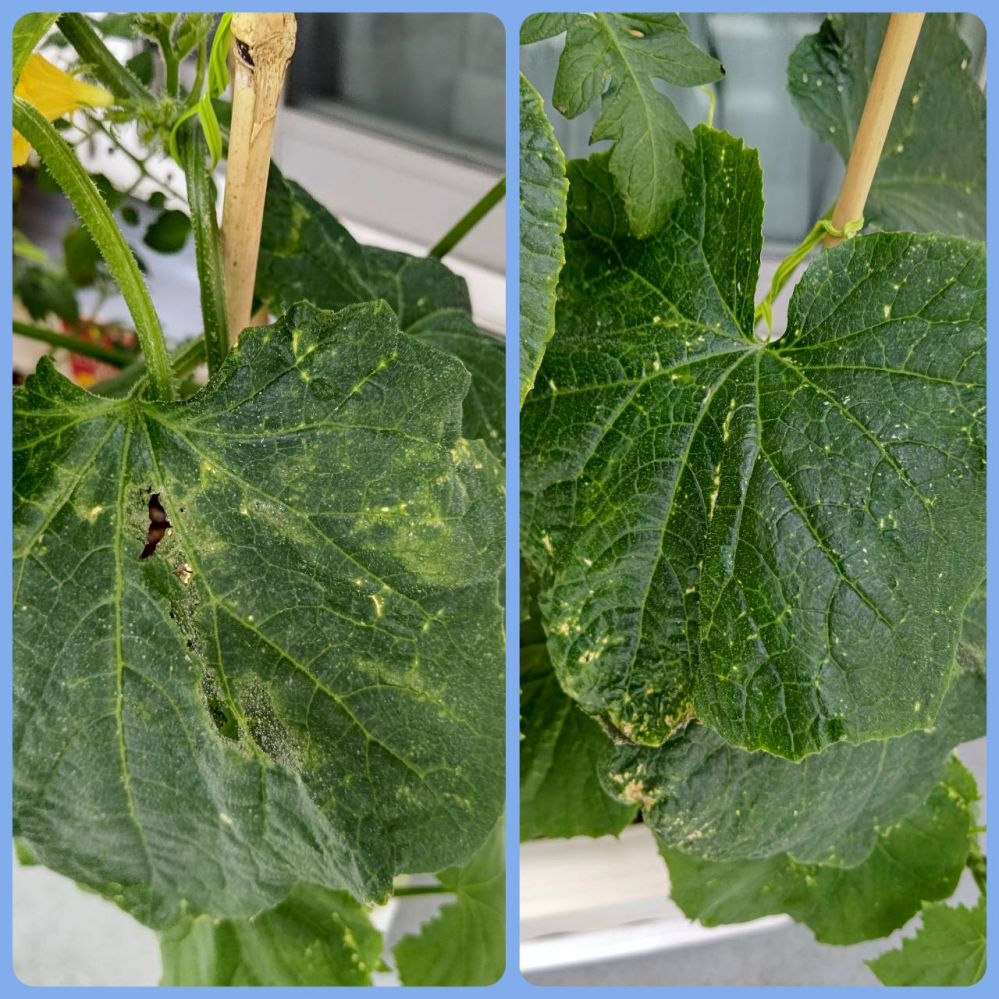 初めて家庭菜園をしてみたのですが、キュウリの葉がこのようになってるのは何かの病気にかかってるのでしょうか？パッと見た感じは虫は見あたりませんでした。 病気だとしたら何の病気か分かりますか？