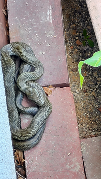 庭にこのヘビが出ました。毒蛇なのかどうかもわからないし、放っておくのは気になって怖いのですが、このヘビがどういうヘビでどうしたらいいかどなたか教えてください！ 