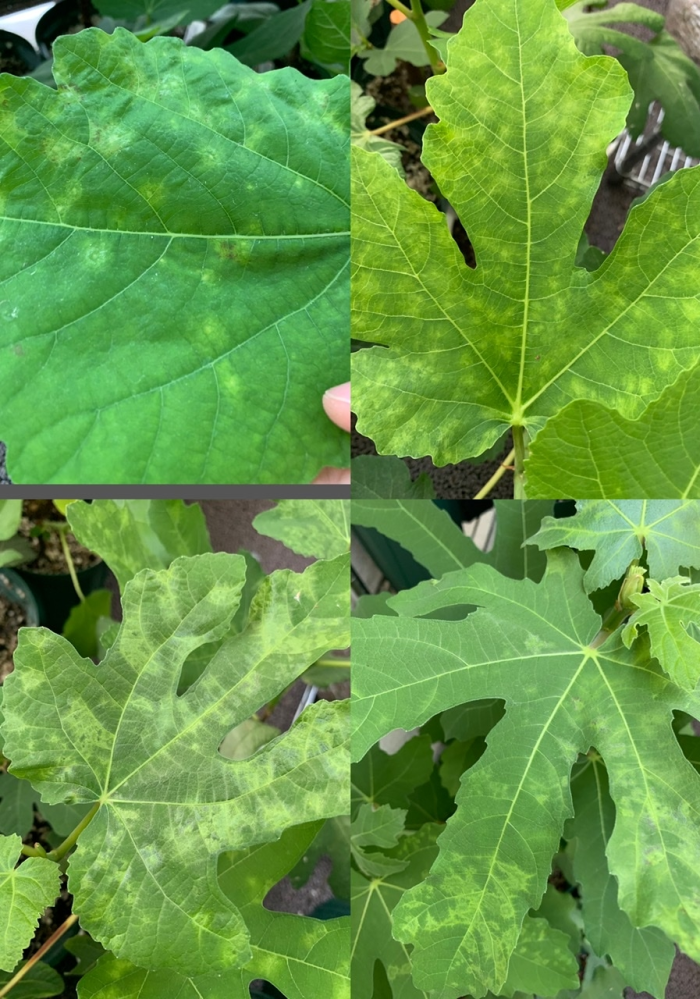 ベランダで育てているイチジクの葉が数週間前からまだら模様になってきました。 これは葉焼けでしょうか？ 日中直射日光が当たる時間があります。 または病気や土の問題でしょうか？ 病気の場合対処法はありますか？