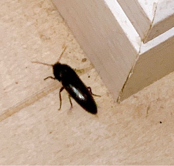 昆虫に詳しい方お願い致します。 こちらは何という種類の虫でしょうか？ 全長約4cm程で歩くのがとても遅いです。 又、こちらは害がある虫でしょうか？宜しくお願い致します。