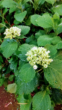 今日庭の紫陽花が咲き始めました 何色に染まるでしょう おはようござい Yahoo 知恵袋
