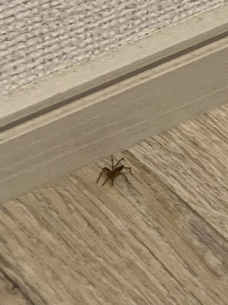 家の中にクモが出ました。 これはチャスジハエトリで合ってますか？