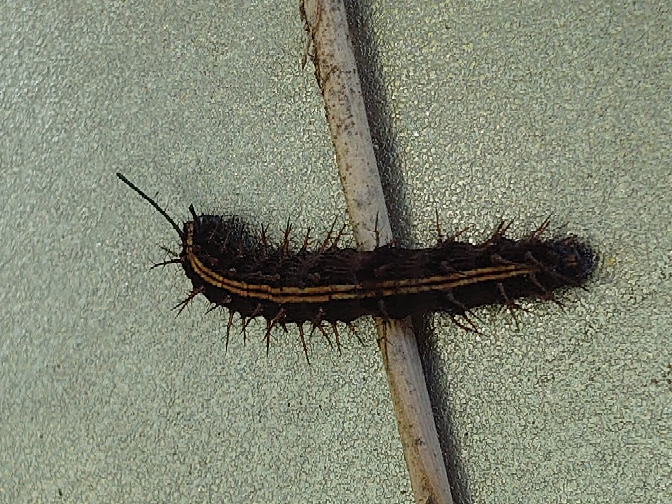 こちらは何の毛虫でしょうか？毒はありますか？5cm程です。