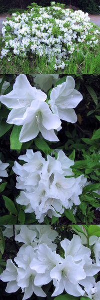 ５月の低山にあった ではなく 向かう途中にあった街路樹です 丁度キレ Yahoo 知恵袋