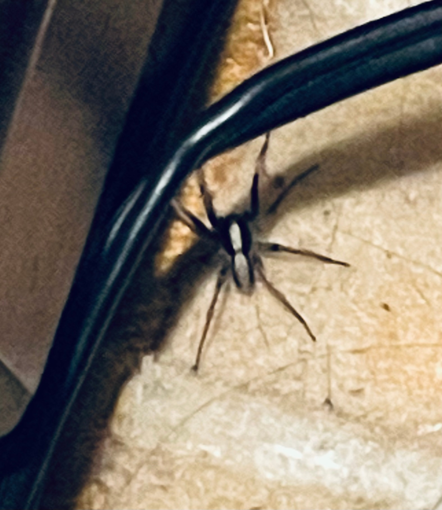 家の中で今まで見たことがなかった蜘蛛を見つけました。 全長3〜4cmで脚が長く、胴体は黒(濃い茶色？)で背中には白くて縦に長い楕円のような模様がありました。 この蜘蛛がわかる方はいらっしゃいますか？