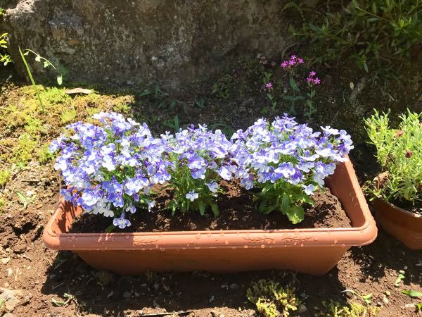 お聞きしたいですが この花の名前を教えて下さい 宜しく Yahoo 知恵袋