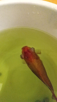 金魚の画像で おそらく赤斑病でエルバージュエースで治療中です Yahoo 知恵袋