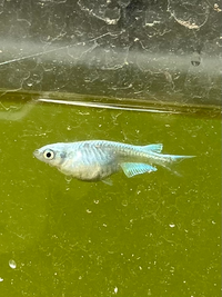 飼っているメダカのお腹が異様に大きい気がします これって妊娠しているんでしょう Yahoo 知恵袋