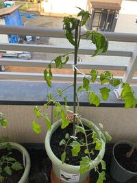 ミニトマトの葉っぱに白い斑点が出るのですが何でしょうか 粉っ Yahoo 知恵袋