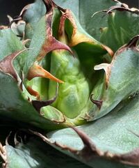 アガベについてです 室内管理を行っている株で成長点がこの様にシワ Yahoo 知恵袋