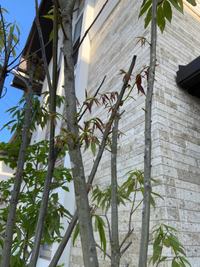 シラカシの剪定について10月頃にシラカシの剪定を行いました 剪定方法は Yahoo 知恵袋