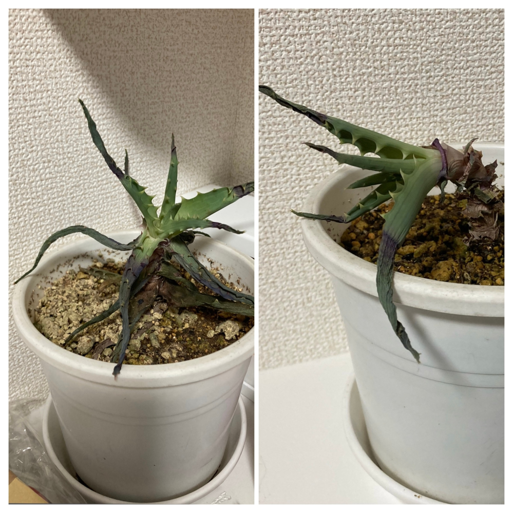 枯れて来たアロエの対応方法について画像のようにアロエが枯れて来てしまい Yahoo 知恵袋