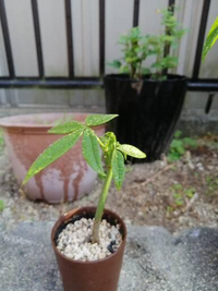 このパキラは実生ですか 実生です ダイソーに売ってあり Yahoo 知恵袋