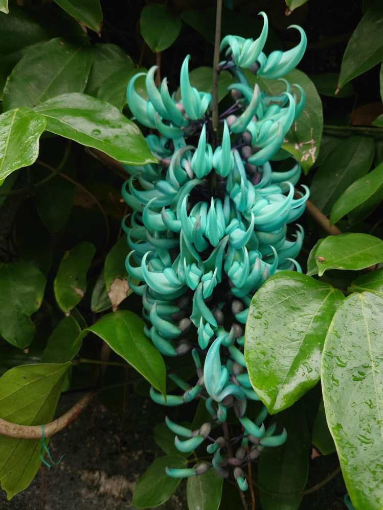 植物です 名前が解りません どなたか教えて下さい よろしくお Yahoo 知恵袋