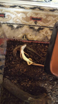 カナヘビが今朝2匹とも死んでいました 飼い始めて3日目 一昨日 クモ Yahoo 知恵袋