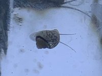 メダカの水槽にいた この稚貝の種類はなんでしょうか 3 4ミ Yahoo 知恵袋