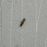 【虫の画像なので閲覧注意です】 この虫はシロアリでしょうか？
家で一匹見つけました。
ネットで探しましたらイエシロアリという虫に似ていました…