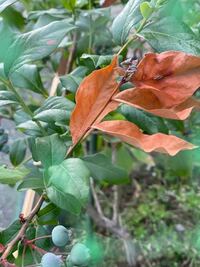 ブルーベリーが急に枯れてきました 枯れた理由と対処方法について教え Yahoo 知恵袋