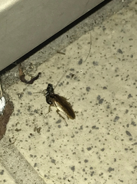 この虫が玄関から侵入しようとしていますが ゴキブリでしょうか Yahoo 知恵袋