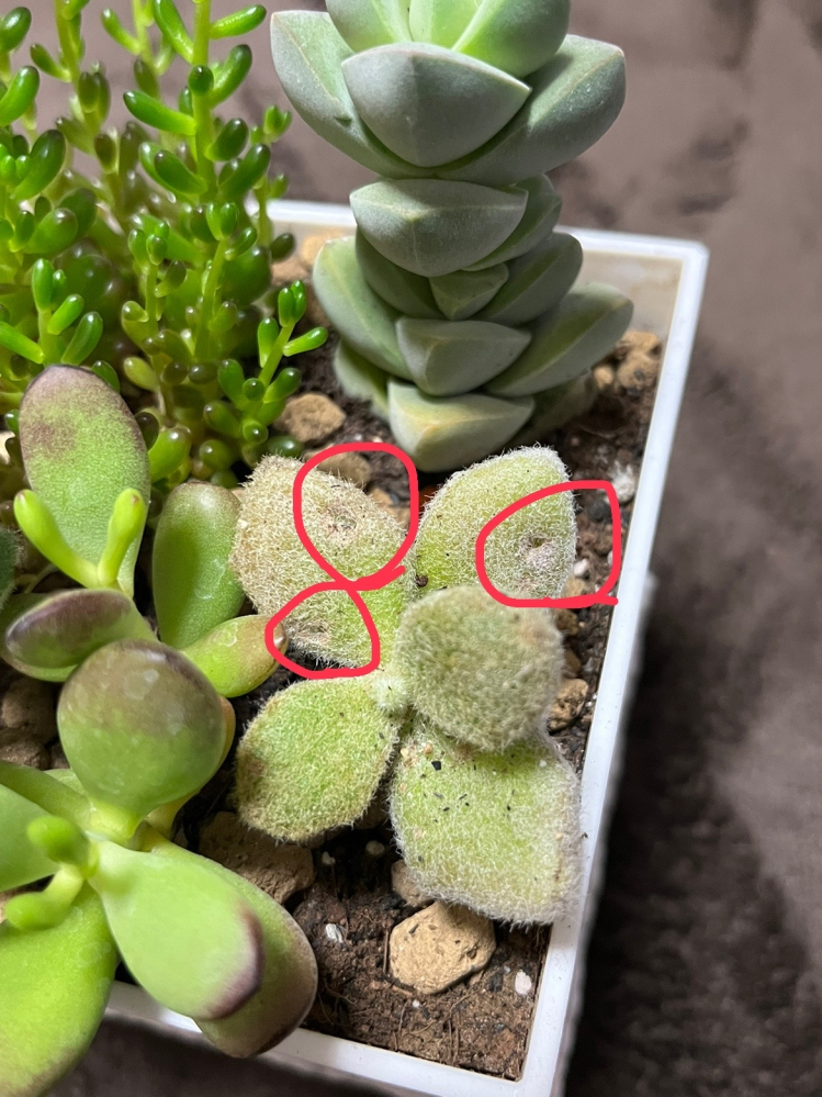 観葉植物をそだてています。 こちらの葉に穴のようなクレーターのような箇所が3箇所あります。 育て方が悪いのでしょうか? 何かわかる方がおられましたらご回答よろしくお願いします。