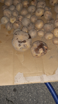 じゃが芋の乾燥時間は堀上後どの程度必要ですか ジャガイ Yahoo 知恵袋