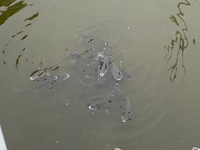 岡山県の西大寺にある川？水路に魚の群れがいたのですが、魚種わかりますか？写真見ずらくてすみません。 