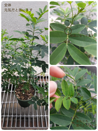 こんにちは 植物に詳しい方 ハナセンナについて教えて頂けます Yahoo 知恵袋