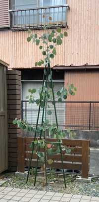 小さい苗を庭に植えて育てたポポラスですが 幹の途中の枝が少な Yahoo 知恵袋