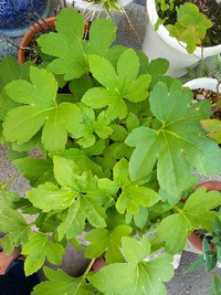 オダマキの花が終わった後ですが 葉を根元から刈り込んでも 来年また花 Yahoo 知恵袋
