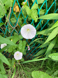 この花はヒロハヒルガオでしょうか それともヒルガオでしょうか Yahoo 知恵袋