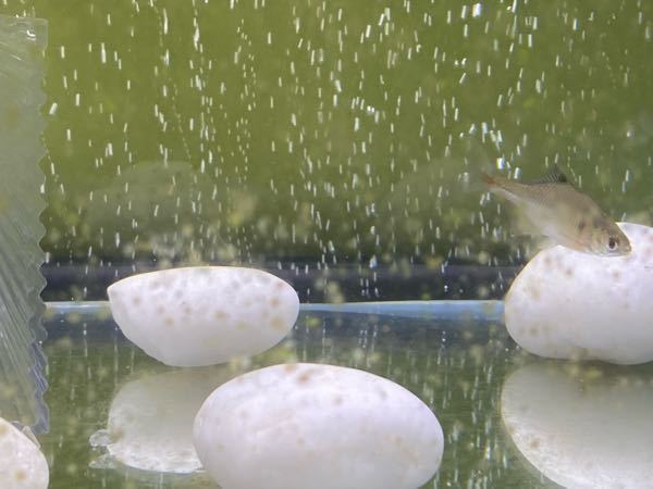 この水槽のガラス面にある茶色いのは汚れですか 苔ですか Yahoo 知恵袋