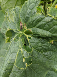 キュウリの葉っぱが虫に食われています 葉裏を見ても 幼虫は見当たりませ Yahoo 知恵袋