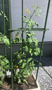 ミニトマトに実がつかない なぜでしょう お花はいっぱいあるんですけど Yahoo 知恵袋