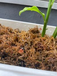 ミョウガの栽培 ミョウガをプランターで栽培しています 今 Yahoo 知恵袋