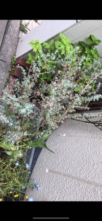 ネメシアの花がら摘みの方法を教えて下さい 初めてネメシアを育て始めた Yahoo 知恵袋