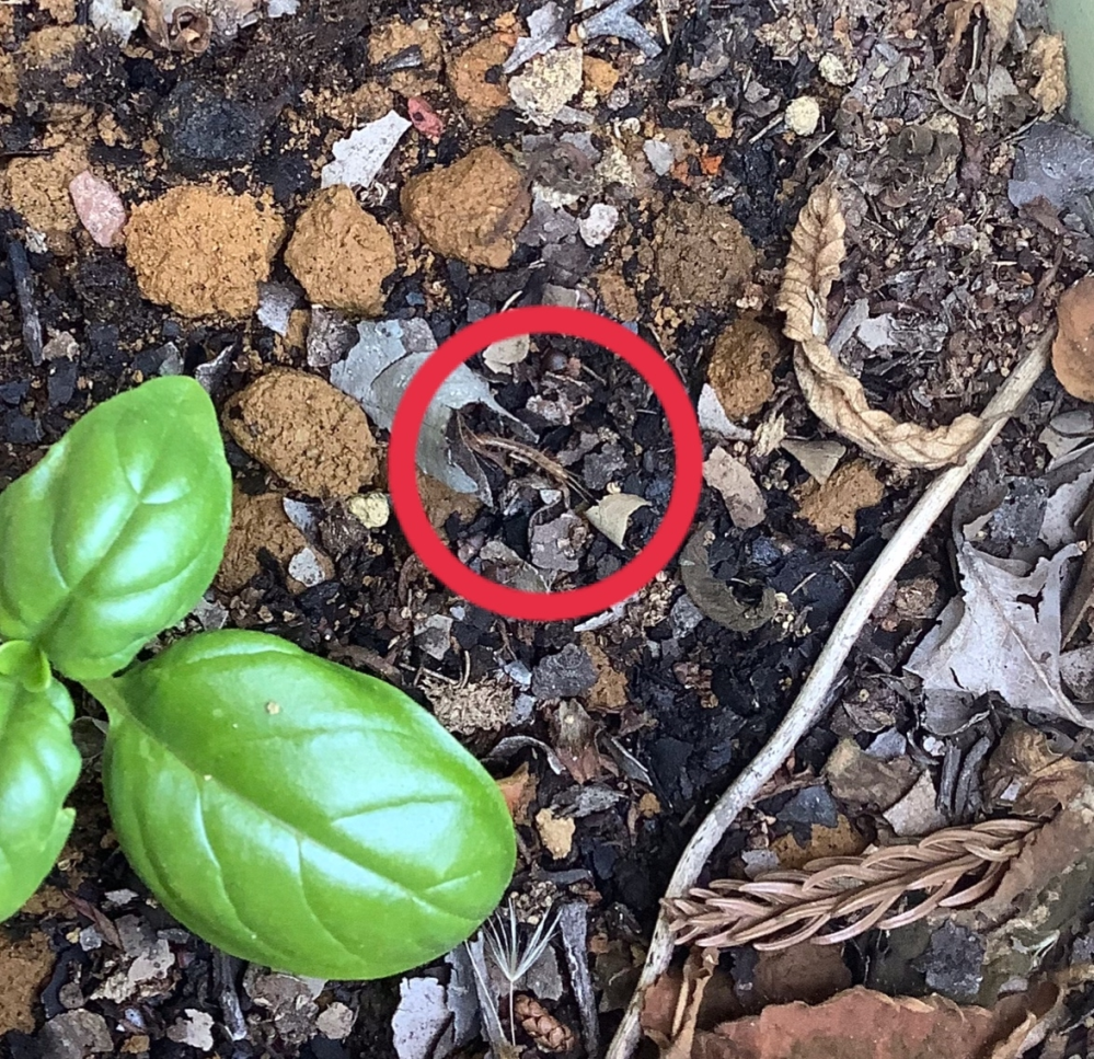 セーターなどを食べる虫ヒメカツオブシムシは布団 マットレス カーペットの中 Yahoo 知恵袋